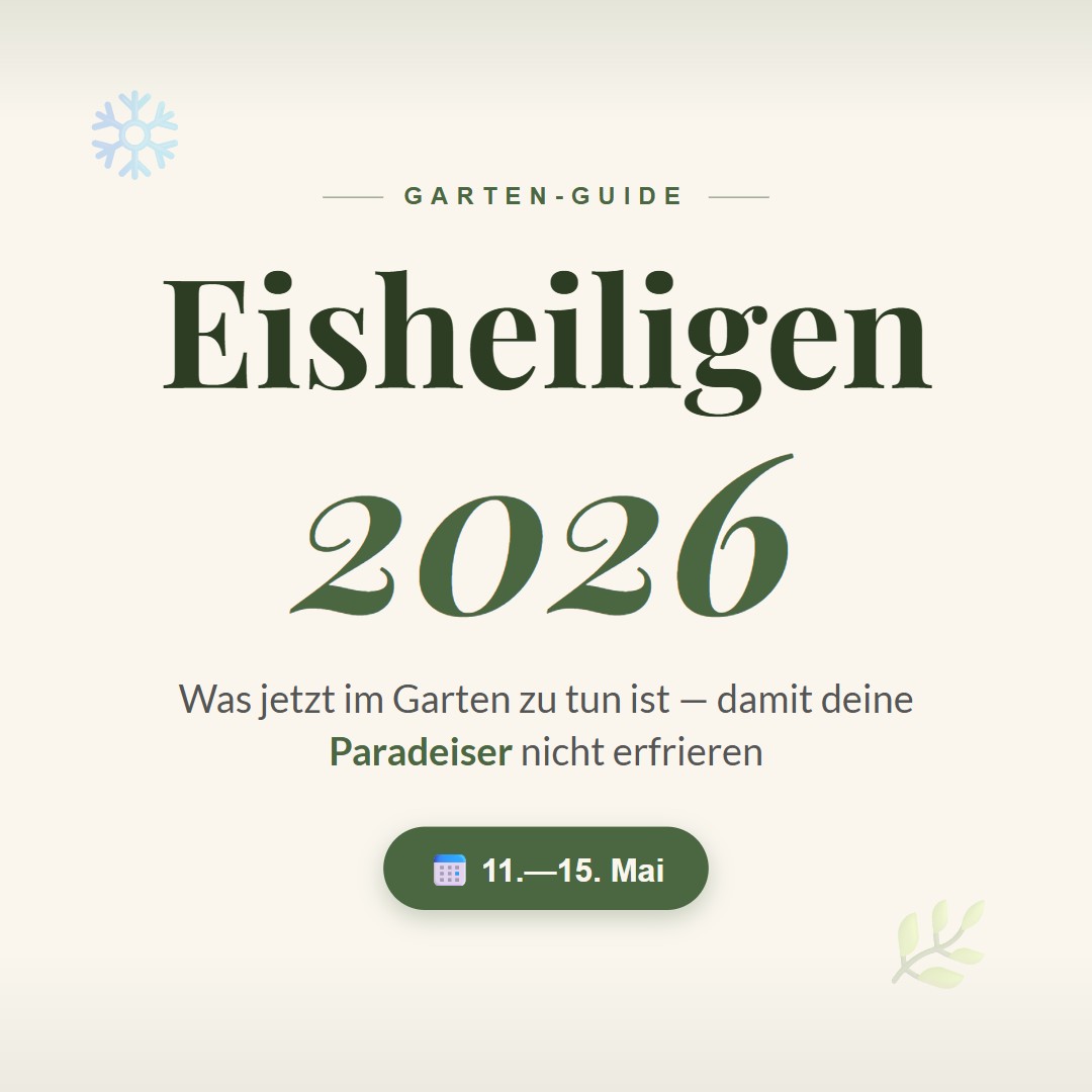 Eisheiligen 2026: Paradeiser-Warnung Video-Thumbnail