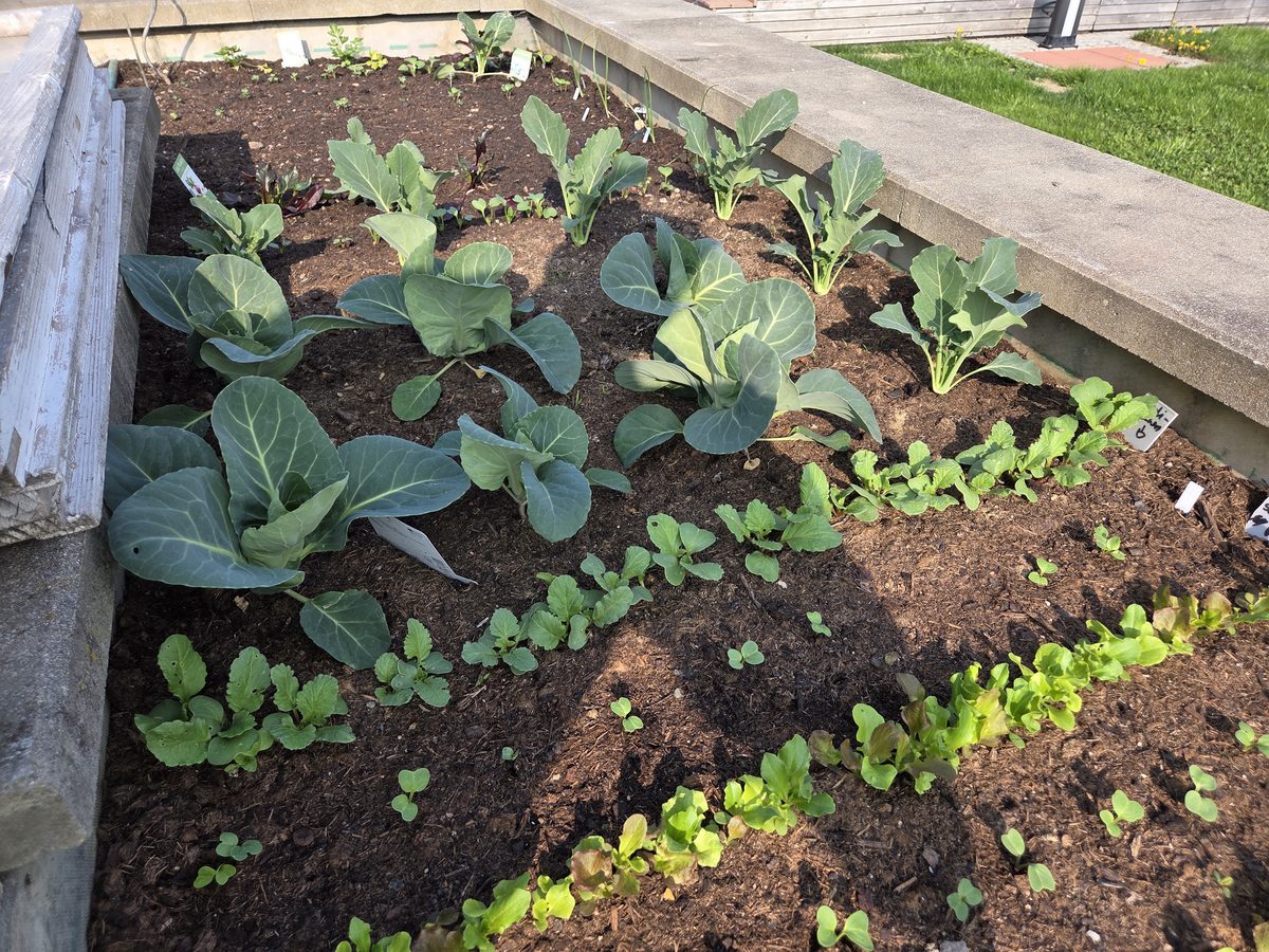 Bernhards Hochbeet im Innviertel — eigener Garten in Andorf
