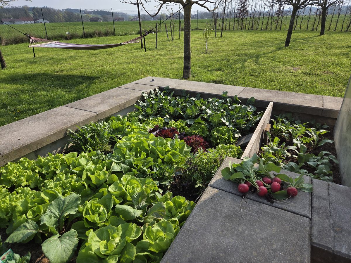 Mein Garten im April 2026: Radieschen-Ernte Video-Thumbnail