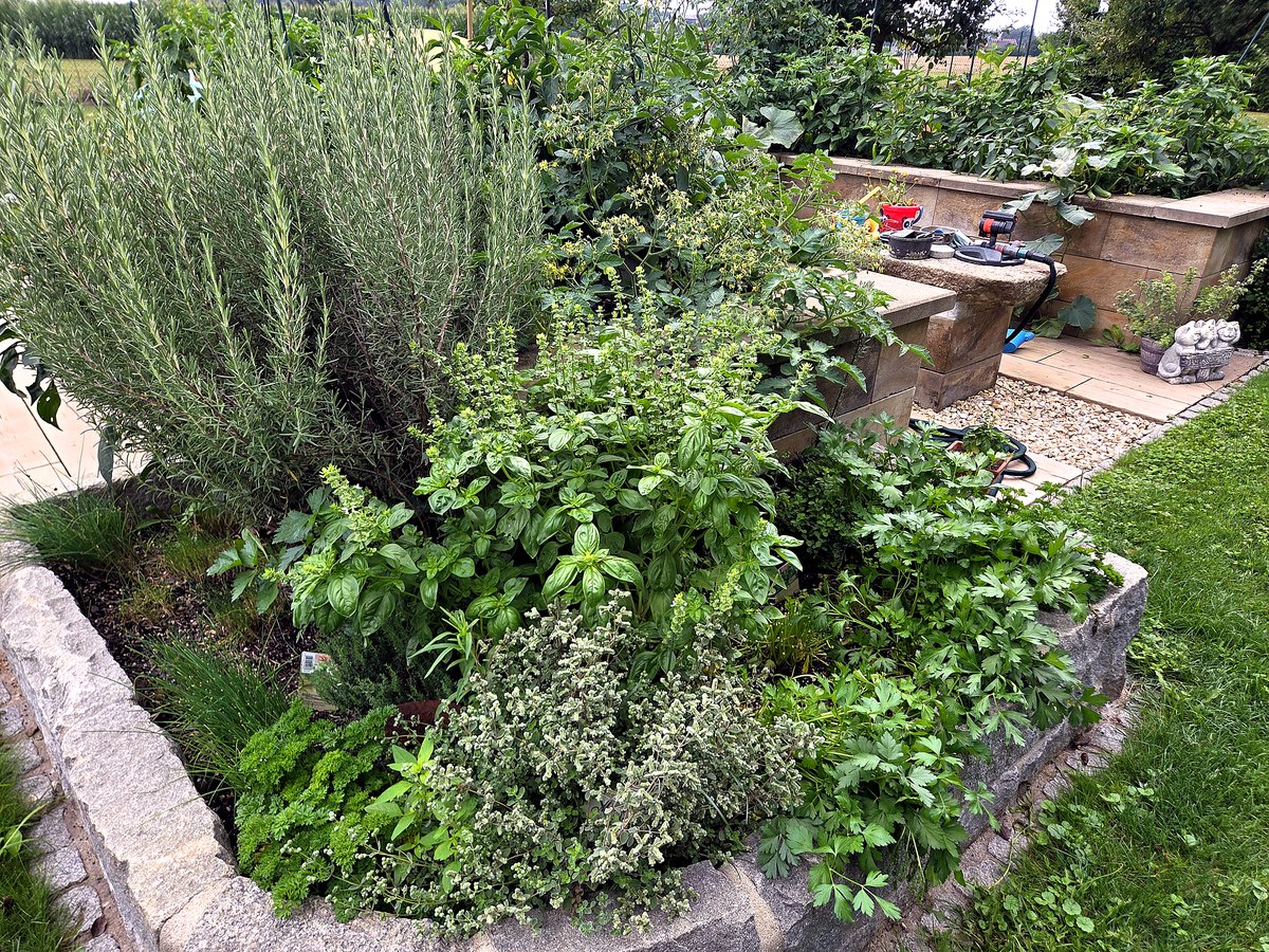 Kräuterbeet mit Basilikum, Rosmarin, Petersilie und Oregano im Hochsommer