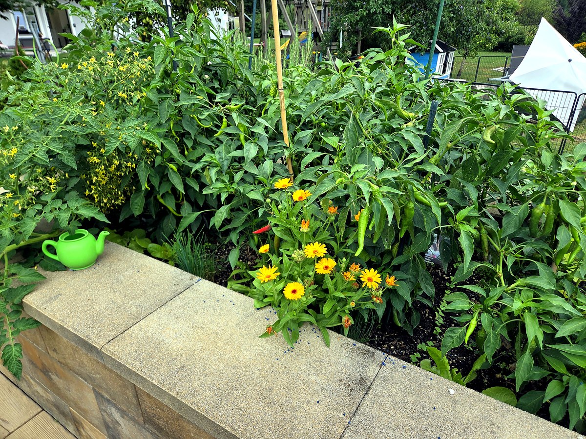 Pfefferoni-Pflanzen mit Früchten und orange Ringelblumen als Mischkultur, August 2026
