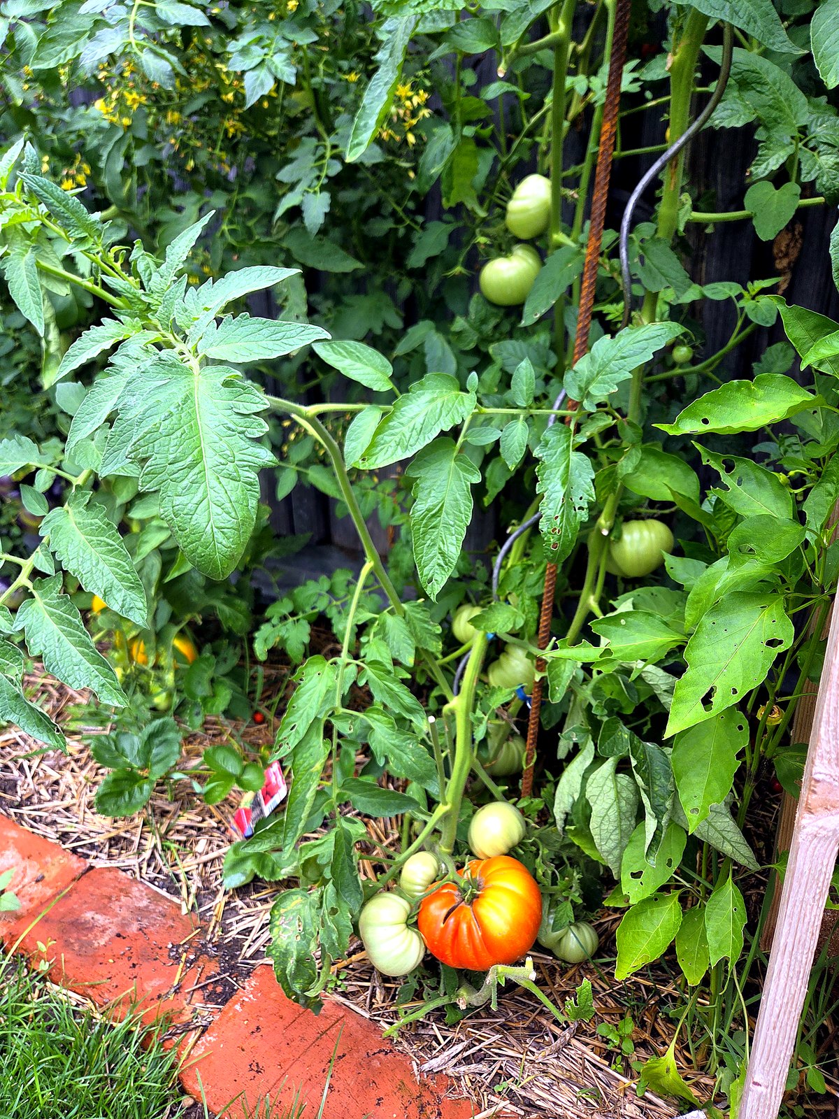 Reifende Fleischtomate und grüne Tomaten auf Strohmulch im Hochbeet, Anfang August 2026 in Andorf
