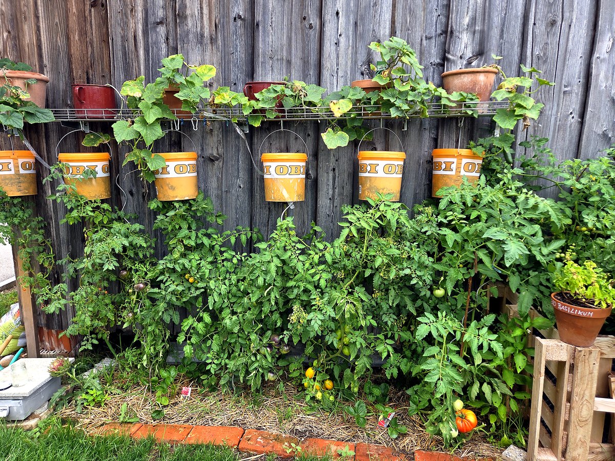 Selbstgebaute Kübel-Wand mit Cocktailtomaten und Gurken am Holzzaun, August 2026
