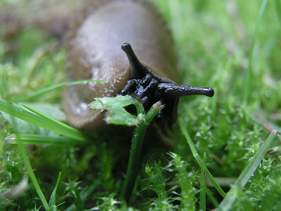 Spanische Wegschnecke (Arion vulgaris) frisst an Pflanze