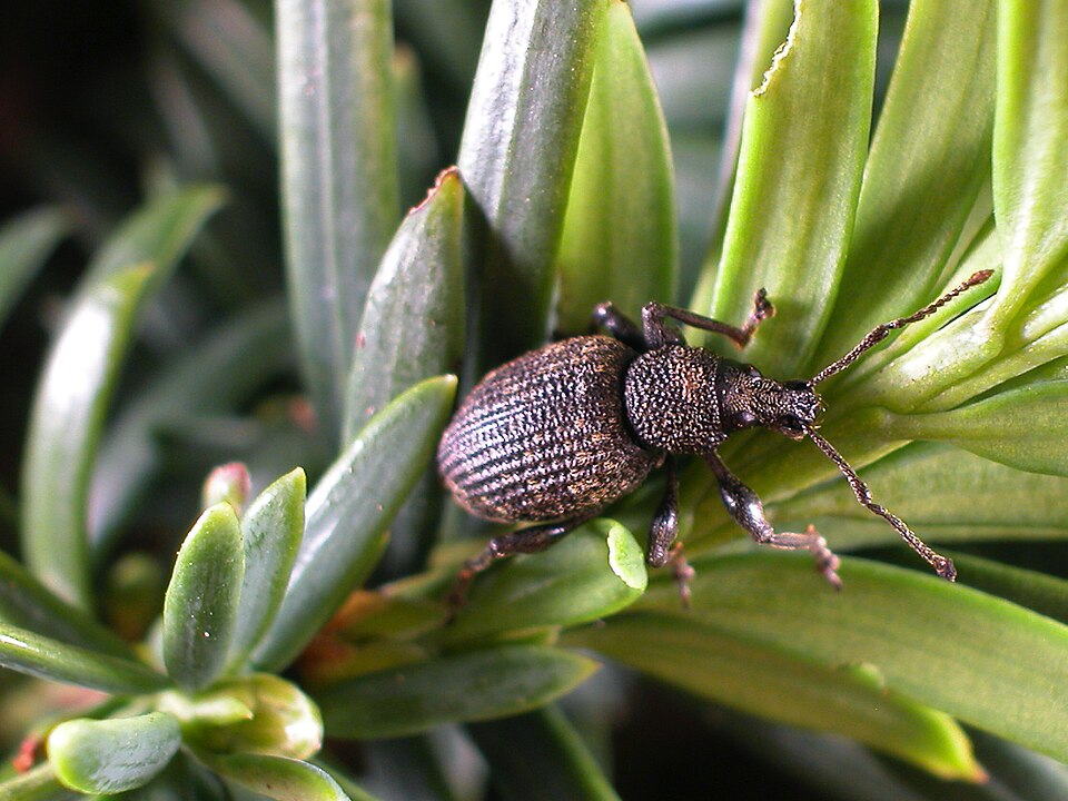 Gefurchter Dickmaulrüssler (Otiorhynchus sulcatus)