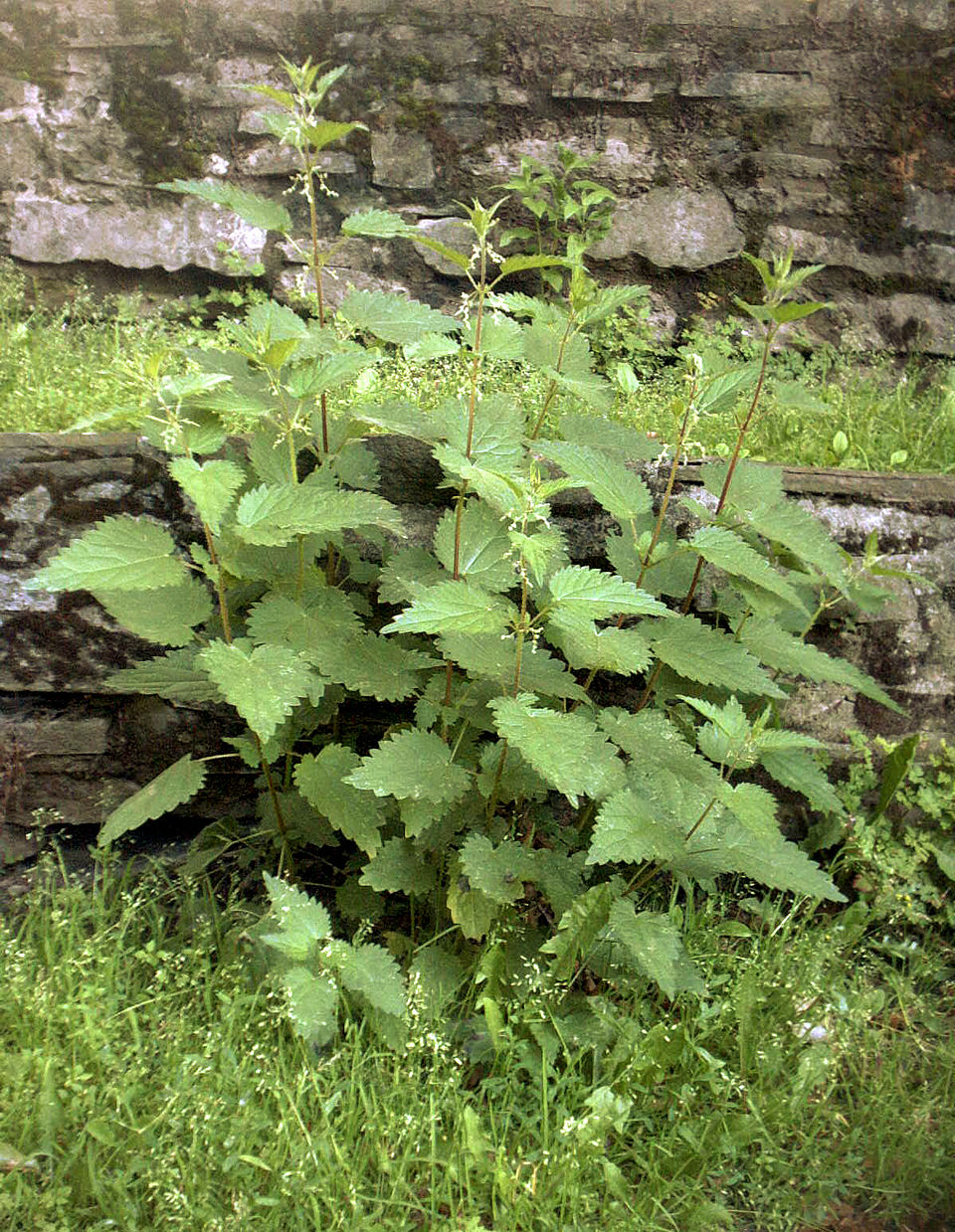 Brennnessel (Urtica dioica) - Hauptzutat für den Sud