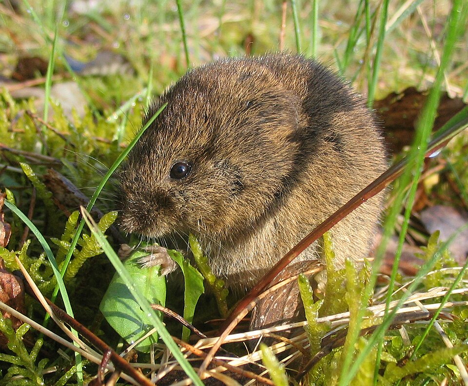 Wühlmaus / Feldmaus (Microtus arvalis)