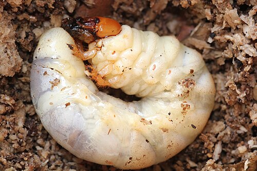 Hirschkäfer-Larve (Lucanus cervus) — bis 11cm, FFH-Anhang IV geschützt