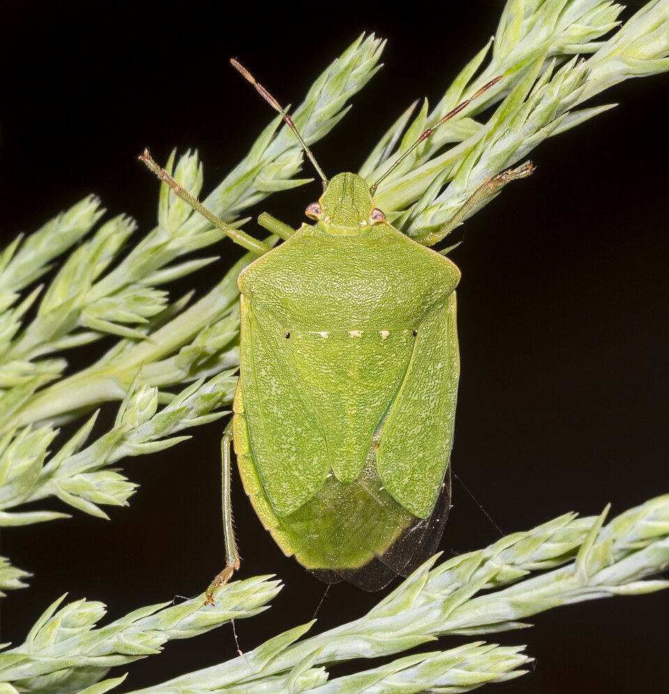 Grüner Vagant (Nezara viridula) - erwachsene grüne Form