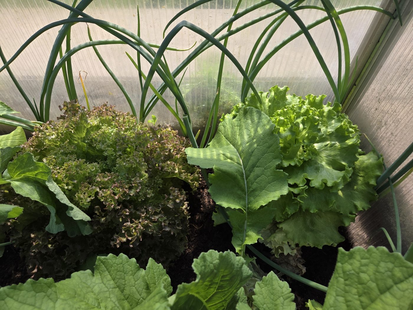 Gewächshaus mit Eichblattsalat rot und grün, Asia-Salat und Zwiebellauch im Frühjahr