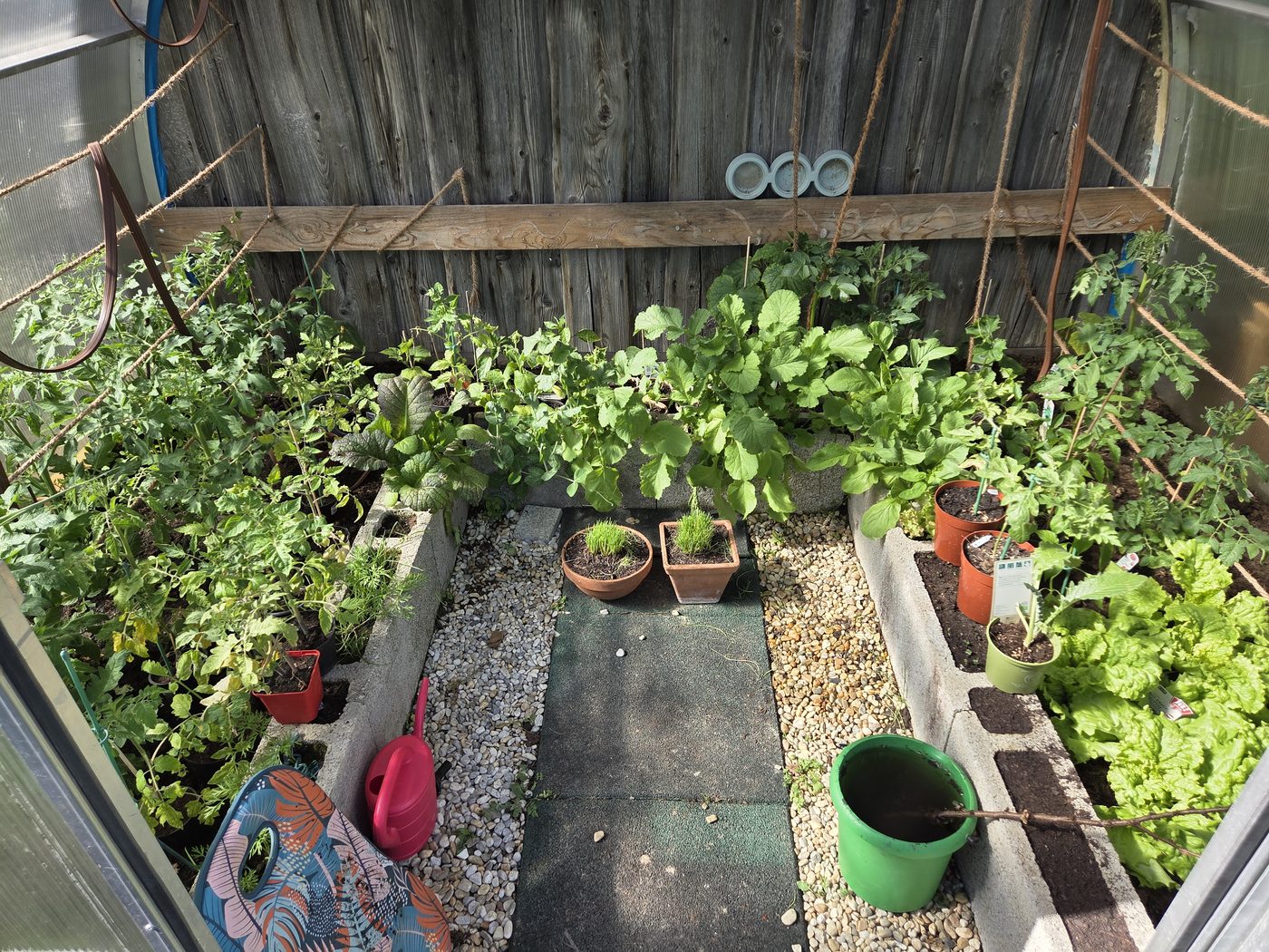 Gewächshaus-Innenraum mit hochgebundenen Tomatenpflanzen und Gurken