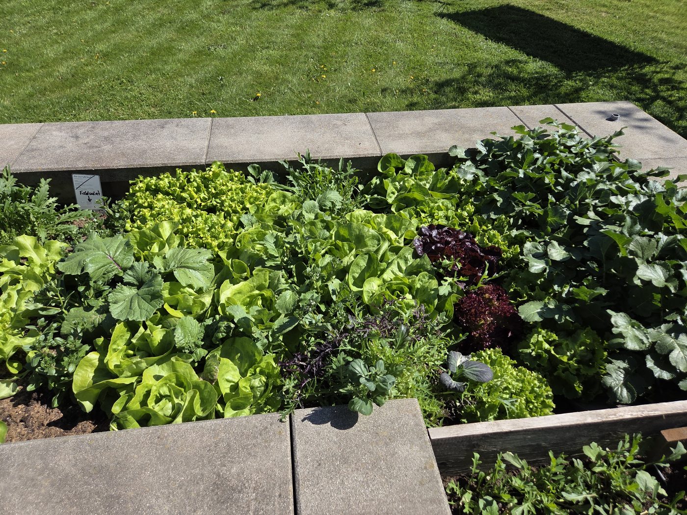 Außen-Hochbeet mit Salat-Mischkultur und Kräutern Ende April im Innviertel