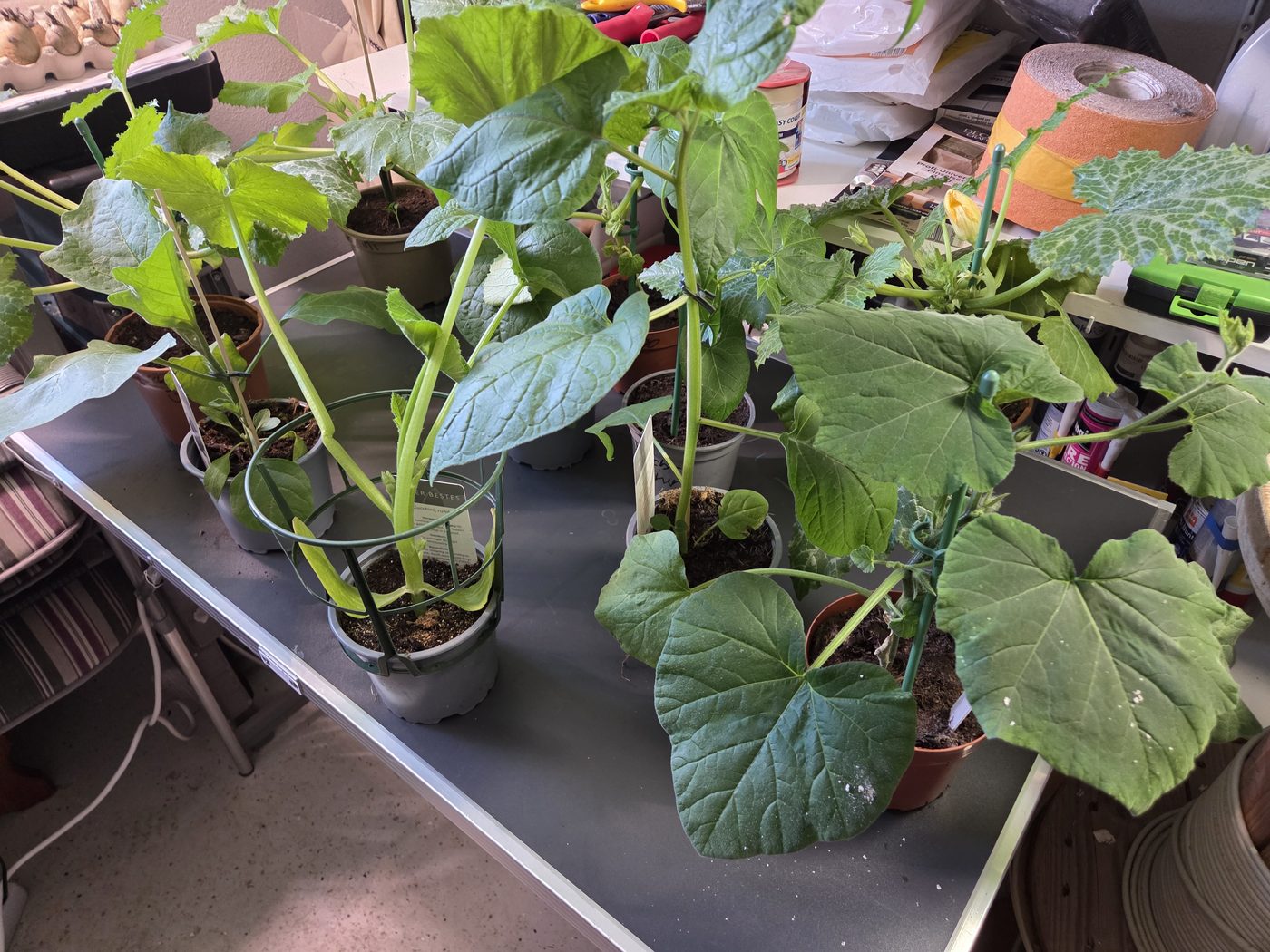 Hokkaido-Kürbis-Jungpflanzen riesig vorgezogen, kniehoch, kompakter Wuchs unter LED