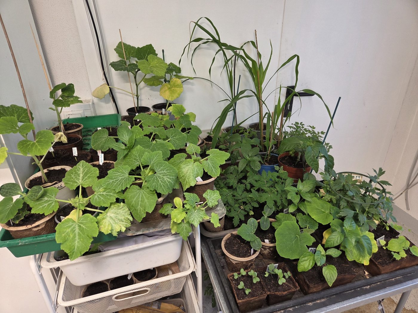 Vorzieh-Tisch mit Melonen, Tomaten, Physalis, Gurken und Pfefferoni unter LED-Wachstumslampen