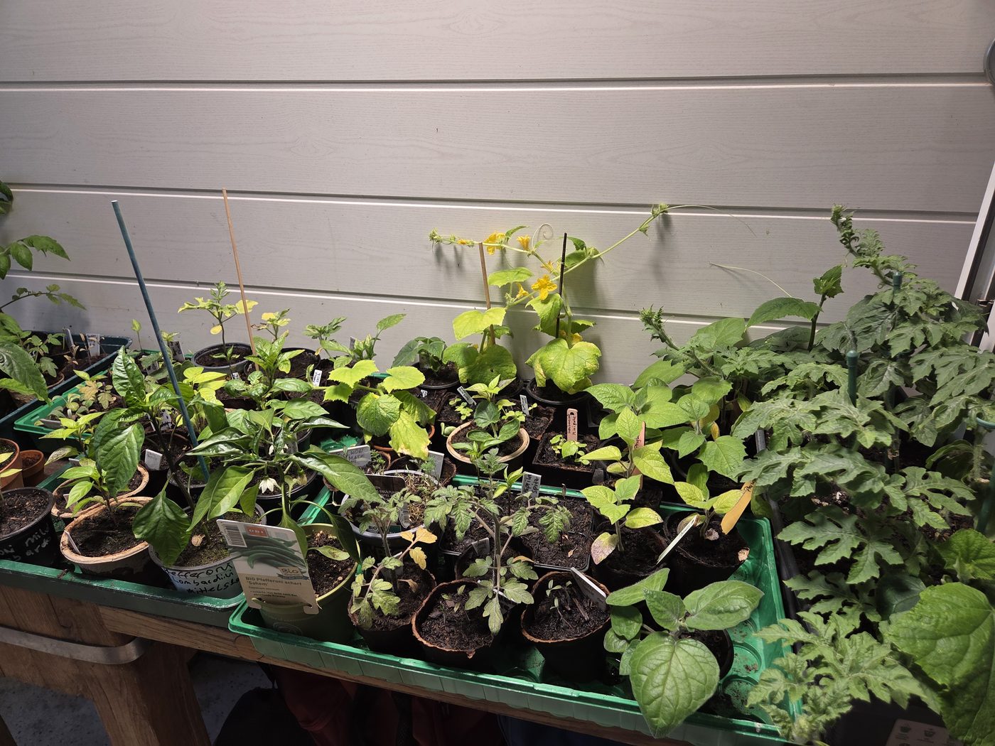 Tomaten- und Pfefferoni-Jungpflanzen am Vorzieh-Tisch unter Wachstumslampe