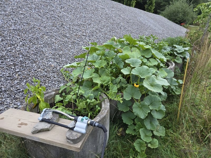 Kürbisbeet im Sommer